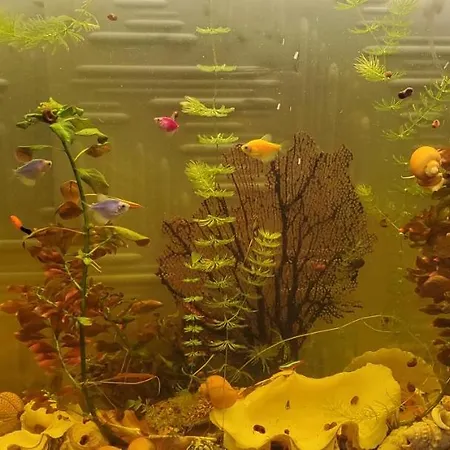 Deluxe Center House With Garden's Tent ,2 Bedrooms And Living Next To The And Sea Garden- 5 Min By Walk,with Equiped Kitchen * 布尔加斯