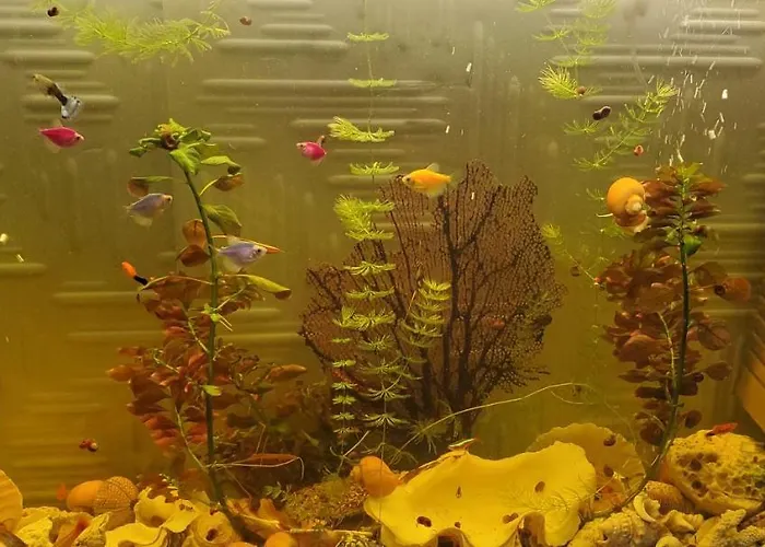 Deluxe Center Oasis & 5 Min By Walk From #house With Garden's Tent ,2 Bedrooms And Living With Equiped Kitchen&comfort Included * ブルガス