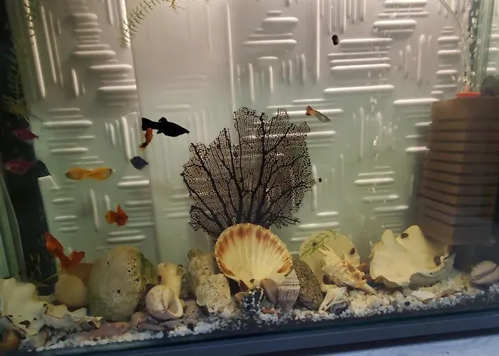 Deluxe Center Oasis & 5 Min By Walk From #house With Garden's Tent ,2 Bedrooms And Living With Equiped Kitchen&comfort Included